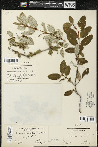 Shepherdia canadensis image