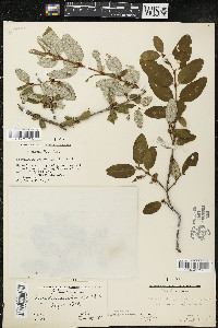 Shepherdia canadensis image