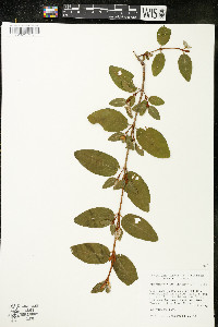 Shepherdia canadensis image