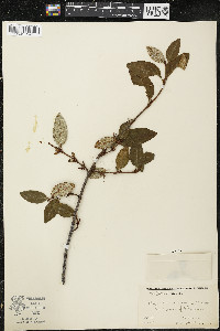 Shepherdia canadensis image