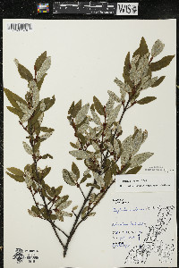 Shepherdia canadensis image