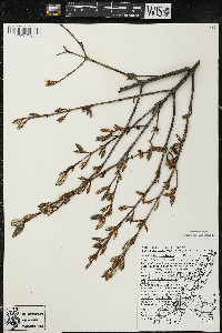 Shepherdia canadensis image