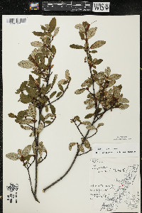 Shepherdia canadensis image