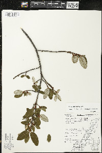 Shepherdia canadensis image