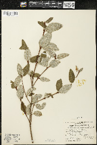 Shepherdia canadensis image