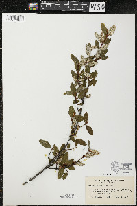 Shepherdia canadensis image