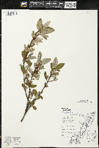 Shepherdia canadensis image