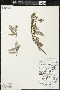 Shepherdia canadensis image