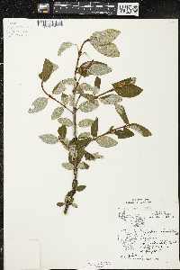 Shepherdia canadensis image