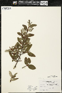 Shepherdia canadensis image