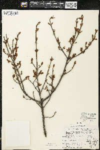 Shepherdia canadensis image