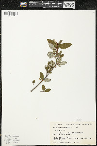 Shepherdia canadensis image