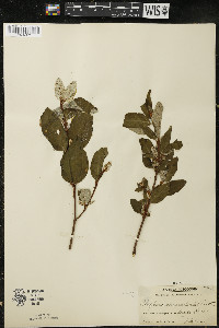 Shepherdia canadensis image