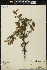 Shepherdia canadensis image