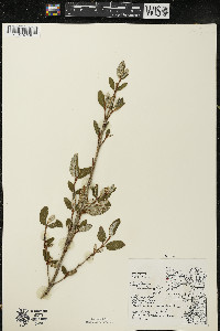 Shepherdia canadensis image