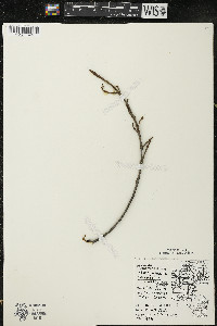 Shepherdia canadensis image