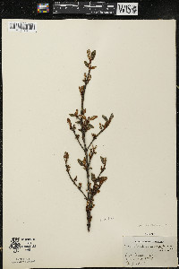 Shepherdia canadensis image