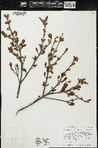 Shepherdia canadensis image