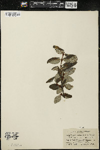 Shepherdia canadensis image