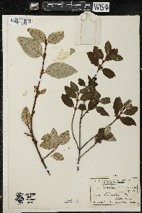 Shepherdia canadensis image