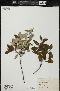 Shepherdia canadensis image