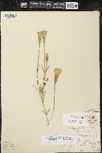 Gentianopsis virgata image