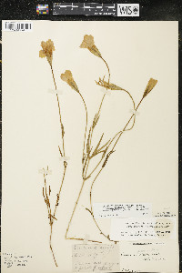 Gentianopsis virgata image