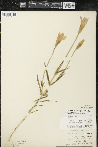 Gentianopsis virgata image