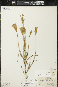 Gentianopsis virgata subsp. virgata image