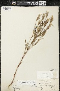 Gentianopsis virgata image