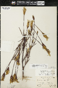 Gentianopsis virgata image