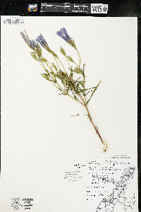 Gentianopsis virgata image