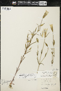 Gentianopsis virgata image