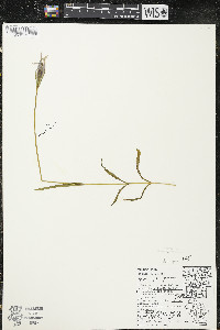 Gentianopsis virgata image