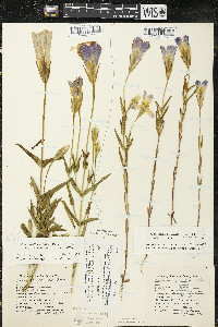 Gentianopsis virgata image