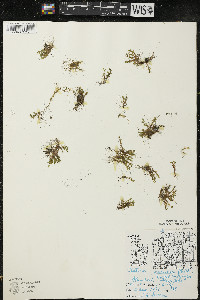 Elatine minima image