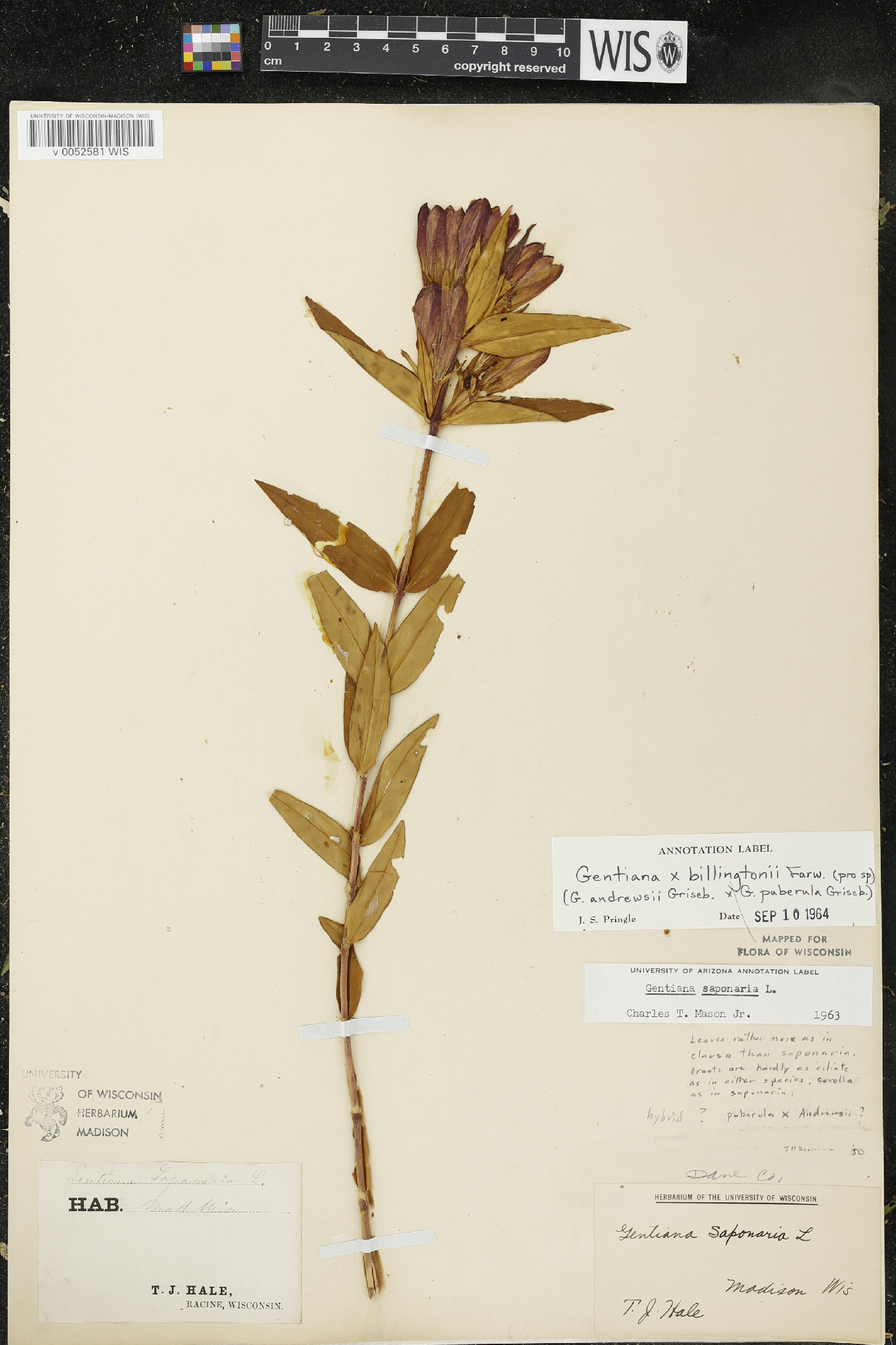 Gentiana x billingtonii image