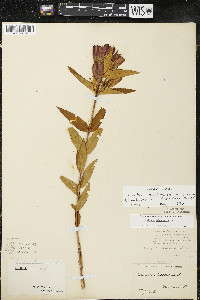 Gentiana x billingtonii image