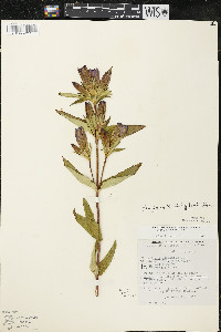 Gentiana x billingtonii image