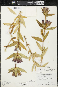 Gentiana x billingtonii image