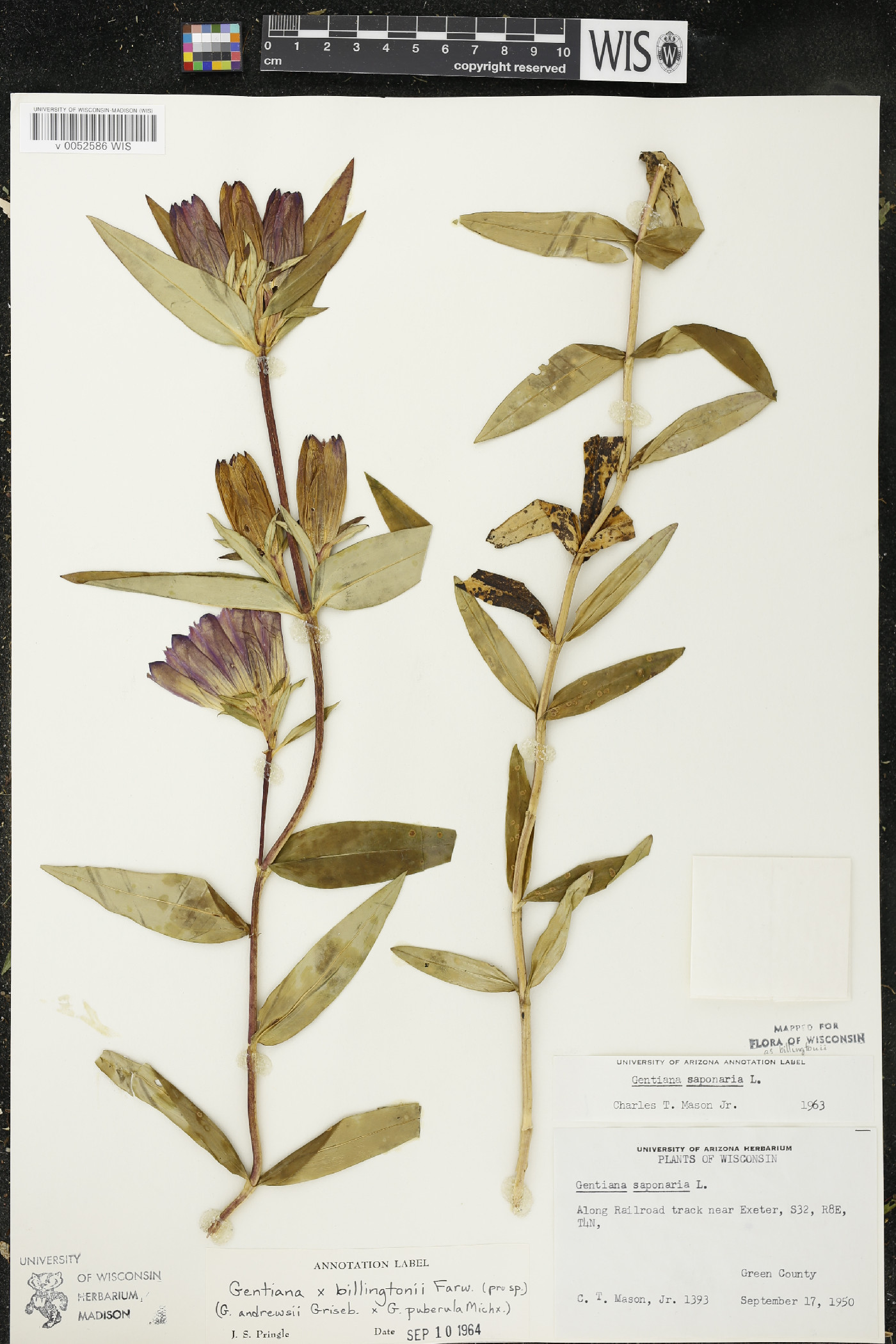 Gentiana x billingtonii image