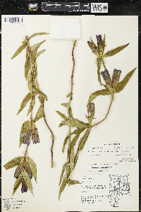 Gentiana x billingtonii image