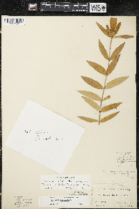 Gentiana x billingtonii image