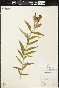 Gentiana x billingtonii image