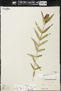 Gentiana x billingtonii image