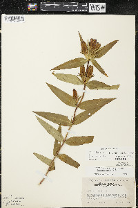 Gentiana x billingtonii image