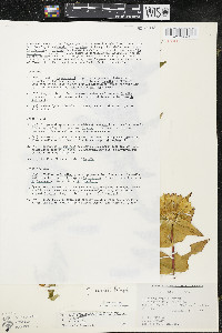 Gentiana x curtisii image