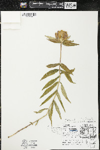 Gentiana x grandilacustris image