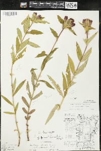 Gentiana x grandilacustris image