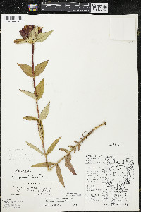 Gentiana x grandilacustris image